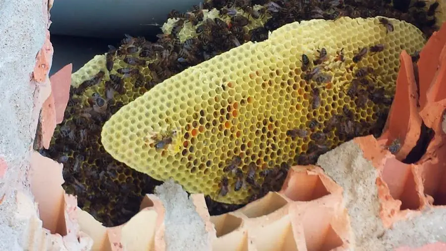colmena abeja en hogares