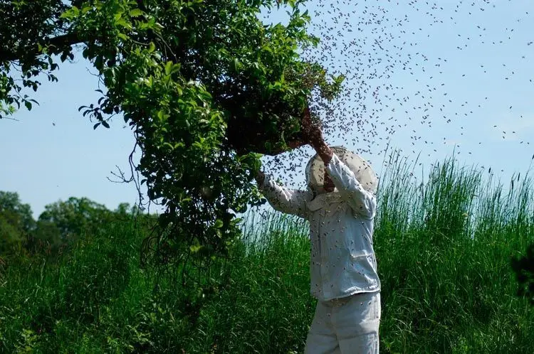 control de abejas