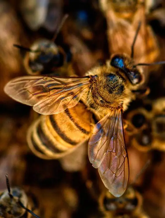 picadura abeja