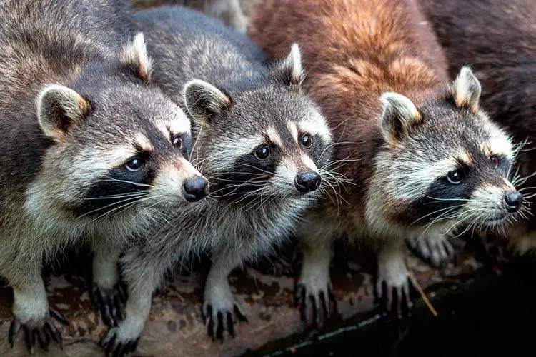 captura mapaches huelva