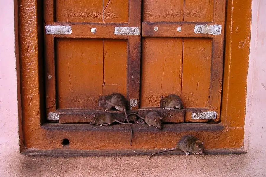 ratas falso techo escayola