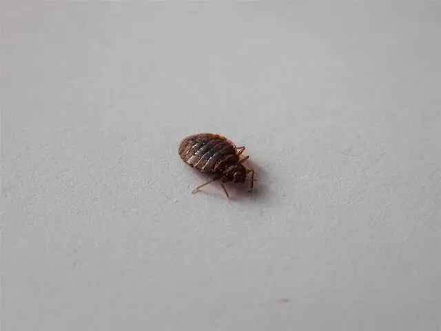 chinches de cama en costura de colchón (cimex lectularius)