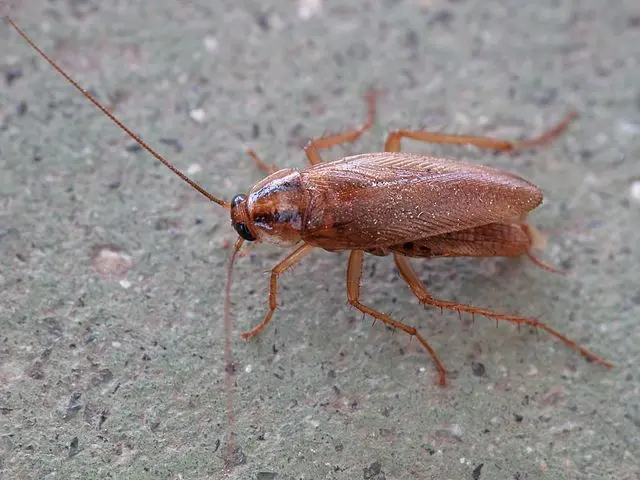 cucaracha alemana en cocina (blattella germanica)