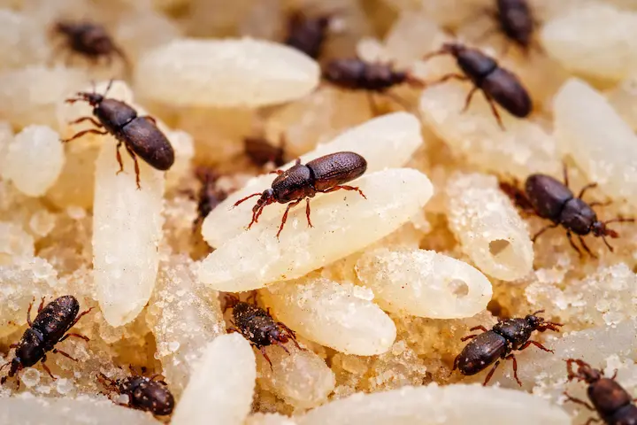 gorgojos en arroz almacenado (sitophilus oryzae)
