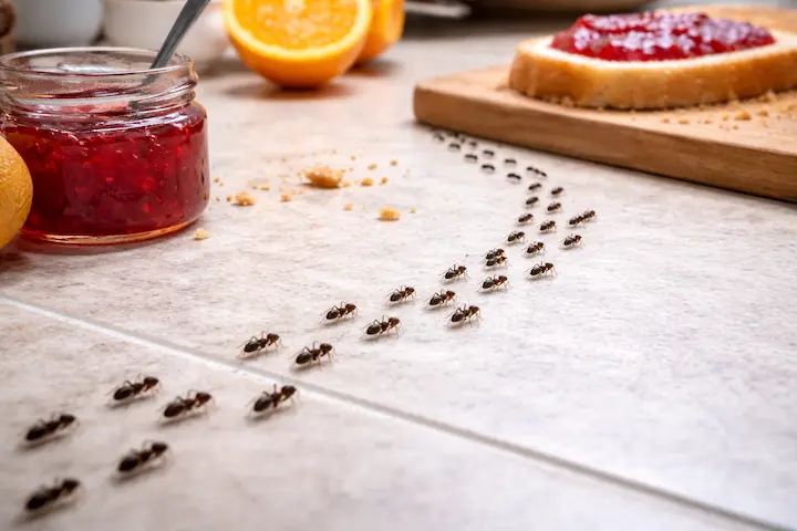 hormigas domesticas en cocina buscando alimento