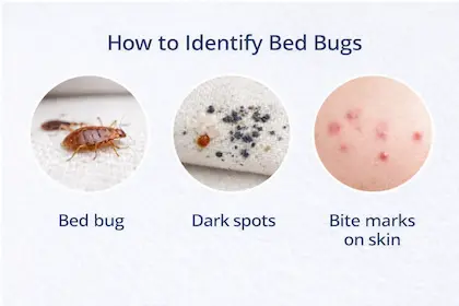 how to identify bed bugs, bites, stains and mattress signs