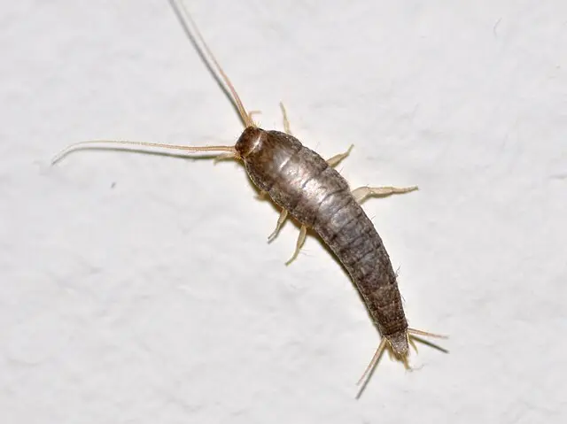 pececillo de plata en baño (lepisma saccharinum)